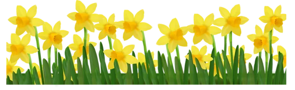 Daffodil