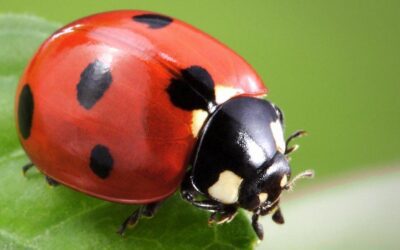 Ladybird